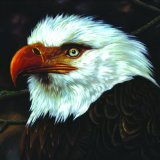 2lp gatefold: Mogwai: The Hawk Is Howling