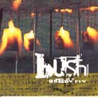 Bush:Greedy Fly