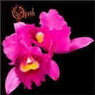 cd: Opeth: Orchid