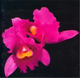 Opeth: Orchid