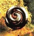 cd-ep: Nine Inch Nails: Closer To God