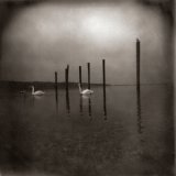 cd: Om: Conference Of The Birds